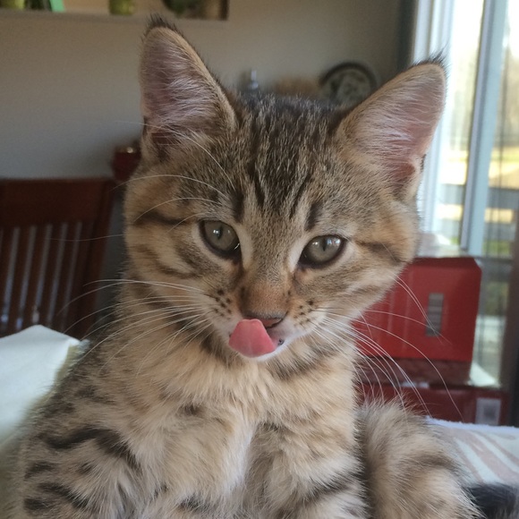 Meet your Posher, Danielle - Picture 1 of 1